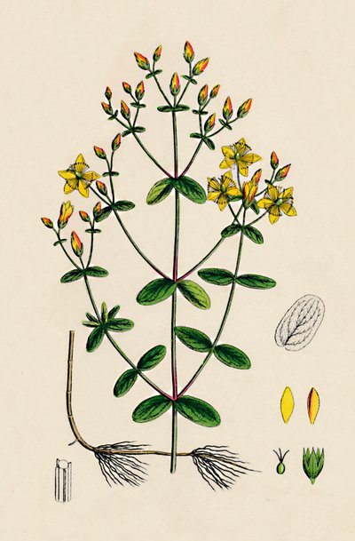 Hypericum Boeticum. St. Johns Wort, 19. století od Unbekannt
