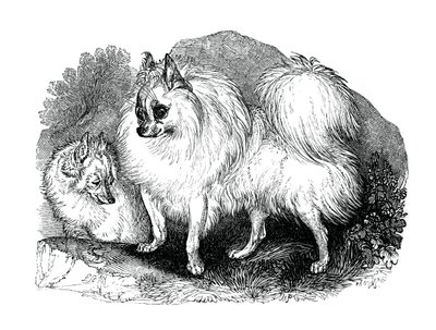 Islandský pes, 1848 od Unbekannt