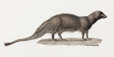Ichneumon Mongoose od Unbekannt