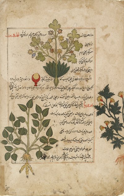 Ilustrované dvojité folio znázorňující bodláky a jiné léčivé rostliny, 1595 od Unbekannt