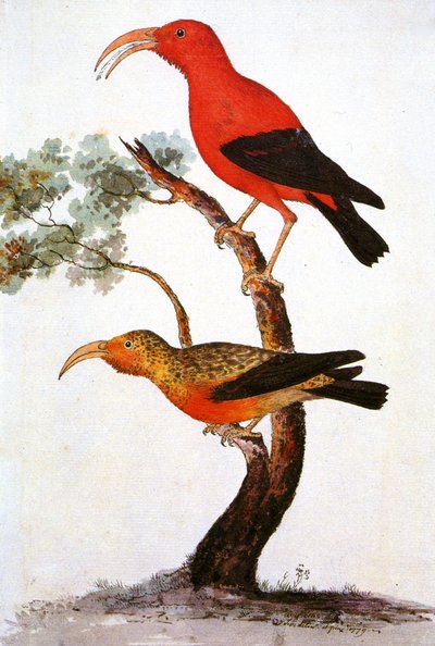 Ilustrace/Iiwi/Iwi/Scarlet Honeycreeper/Scarlet Hawaiian Honeycreeper od Unbekannt