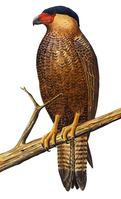 Ilustrace/Polyborus lutosus/Quelili/Caracara de Guadalupe/Guadalupe Caracara od Unbekannt
