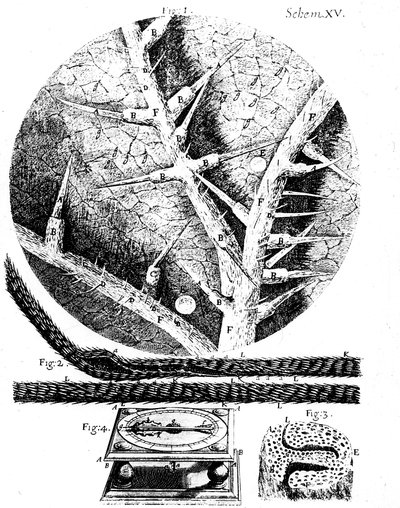 Ilustrace od anglického mikroskopu Roberta Hookese Micrographia, 1665 od Unbekannt