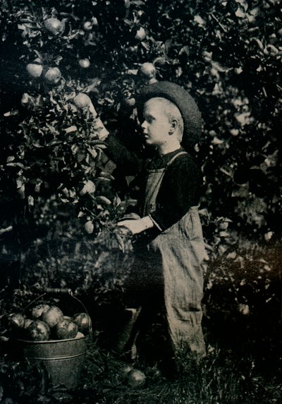 In One Of Ontaarios Fruitful Orchards, c1934 od Unbekannt