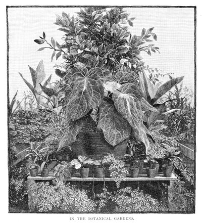 V botanické zahradě, 1886 od Unbekannt