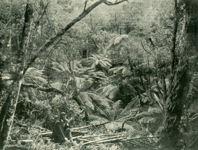 V pohoří Dandenong, 1901. od Unbekannt