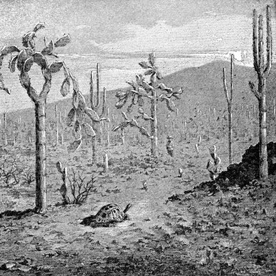 Neúnavný ostrov, souostroví Galapágy, 1895 od Unbekannt