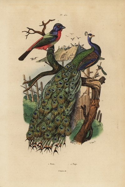 Páv indický, Pavo cristatus a papoušek, druh Erythrura od Unbekannt