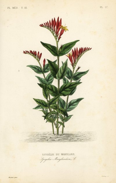 Indická růžová nebo lesní růžovka, Spigelia marilandica, Spigelia marylandica, Spigelie du Maryland od Unbekannt