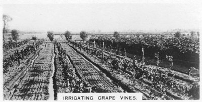 Zavlažování vinné révy, Austrálie, 1928 od Unbekannt