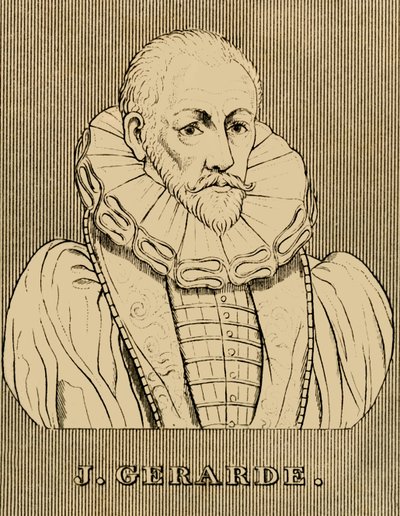 J. Gerarde, c1545-1612, 1830. od Unbekannt
