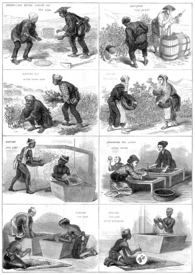 Japonská produkce čaje, 1874 od Unbekannt