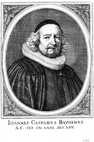 Jean Caspar Bauhin 1606-1659, švýcarský lékař a botanik od Unbekannt