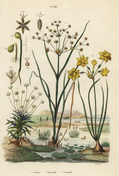 Svízel kloubnatý, Juncus articulatus 1, ropucha ropucha, Juncus bufonius 2, dýmka obecná, Paepalanthus dendroides 3, a narcis narcis, Narcissus jonquilla 4. Jones, Joncinelle, Jonquille od Unbekannt