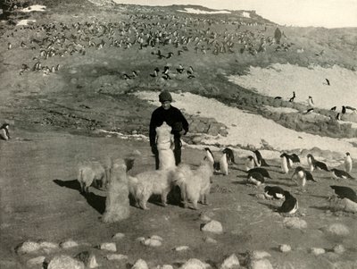 Joyce and the Dogs in the Penguin Rookery, c1908, 1909. od Unbekannt