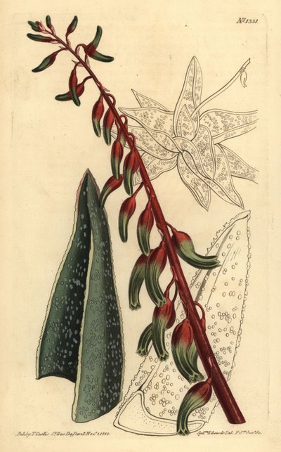 Gasteria carinata, Gasteria carinata od Unbekannt
