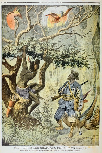 Killing Birds of Paradise, Nová Guinea, 1908 od Unbekannt