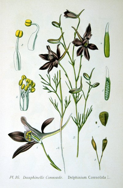 Larkspur, 1893 od Unbekannt