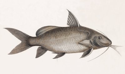 Le Pimelode Scheilan, zblízka od Unbekannt