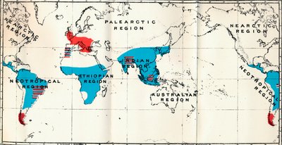Lemuroidea - IV. Mapa, zobrazující distribuci Living Blue a Fossil Red Anthropoidea, 1897 od Unbekannt