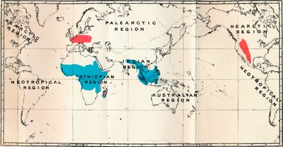 Lemuroidea - I. Mapa, zobrazující distribuci Living Blue a Fosil Red, 1897 od Unbekannt