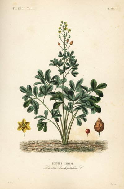 Leontice, Leontice leontopetalum, obec Leontice od Unbekannt
