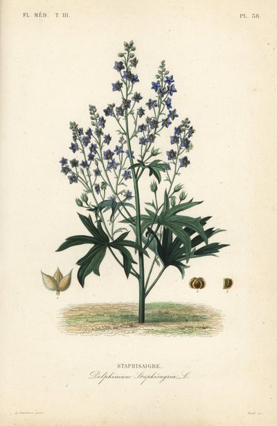 Like-Bene a Stavessere, Delphinium Staphysagriae, Staphysagri od Unbekannt