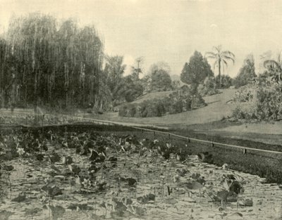 Lily Pond, Brisbane Botanical Gardens, 1901. od Unbekannt