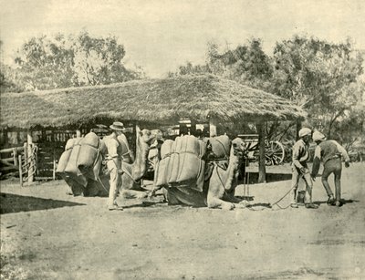 Nakládání velbloudů na australské stanici, 1901. od Unbekannt