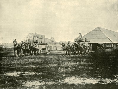 Loading Wool, Warrawooh Station, Wimmera, 1901. od Unbekannt