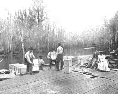 Nakládání pomerančů na řece Ocklawaha, Florida, USA, c1900. od Unbekannt