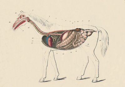Podélný řez koně, c1879. od Unbekannt