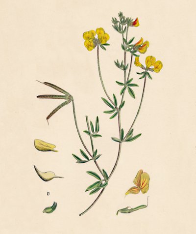 Lotus tenius. Slender Bird-foot Trojlístek, 19. století od Unbekannt