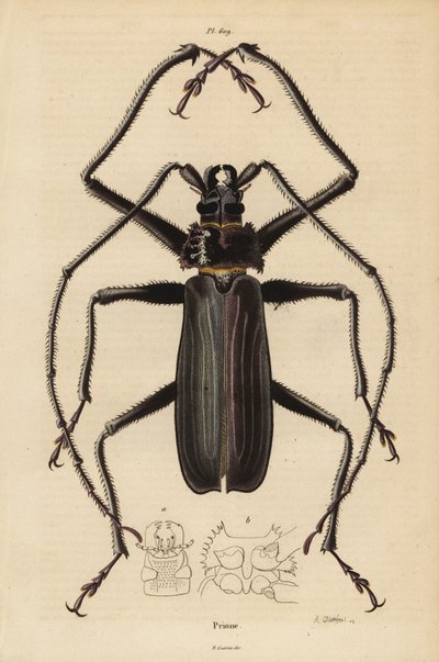 Macrotoma Hayesii brouk od Unbekannt