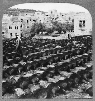 Výroba lahví vína, Hebron, c1900 od Unbekannt