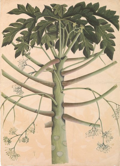 Samec Papaya Tree, ca. 1790-1800. od Unbekannt