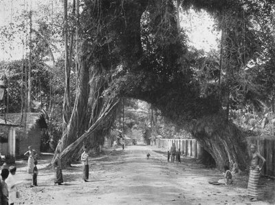 Malebný starý fíkovník Ficus indica na silnici Colombo-Galle poblíž Kalutara, 1926 od Unbekannt