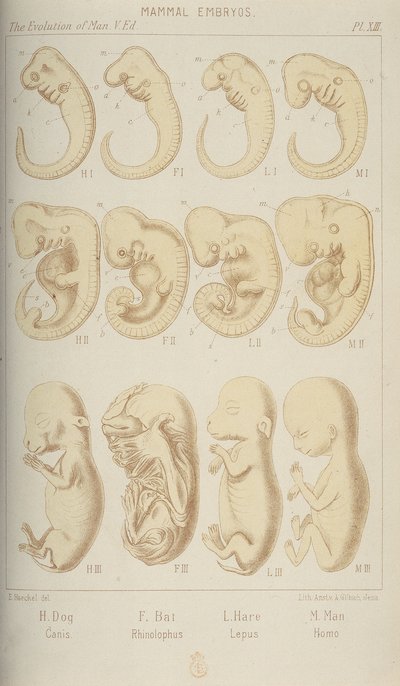 Embrya savců, 1905 od Unbekannt
