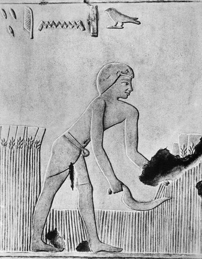 Muž žnoucí ječmen se srpem, pravděpodobně ze dřeva s pazourkem, starověký Egypťan, c240 př.n.l. od Unbekannt