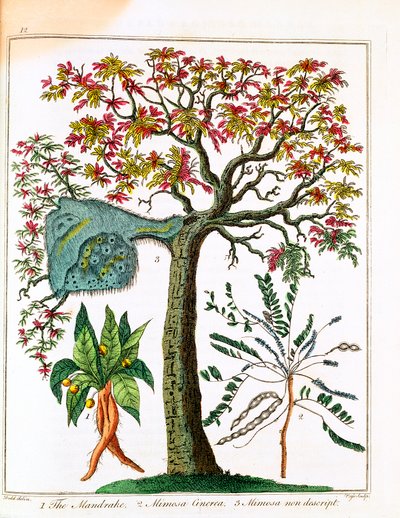 Mandragora, citlivá rostlina a akácie, c1795 od Unbekannt