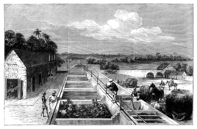 Výroba indiga v Tirhoot Muzaffarpur, Dolní Bengálsko, 1869 od Unbekannt