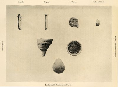 Mořské organismy, Zvětšení 1 12, c1908, 1909. od Unbekannt