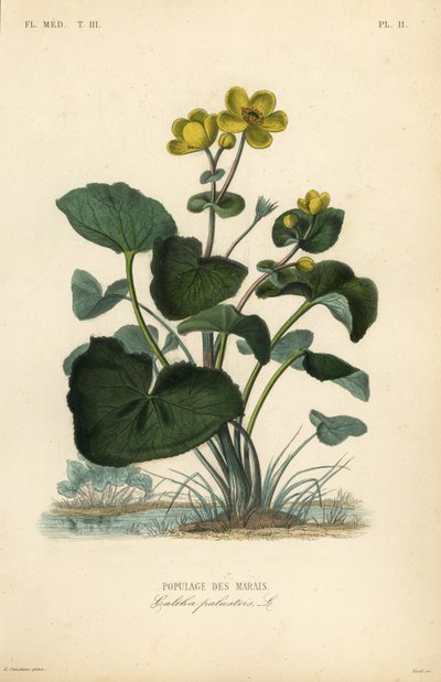 Měsíček bahenní nebo králík, Caltha palustris, Populage des marais od Unbekannt