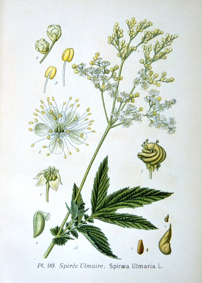 Meadowsweet, 1893 od Unbekannt
