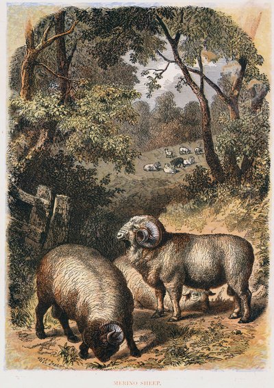 Merino ovce, c1860 od Unbekannt