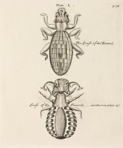 Mikroskopie von Unbekannt