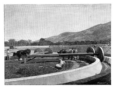 Mlýnek na loupání kávy, Střední Amerika, c1890 od Unbekannt