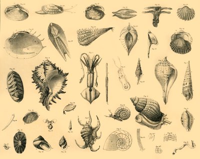 Mollusca, c1910. od Unbekannt