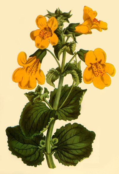 "Opičí květ", 1812, 1944. od Unbekannt