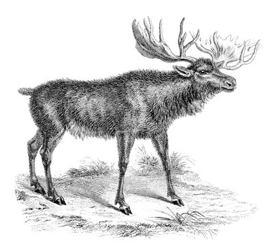 Moose Deer, 19. století od Unbekannt
